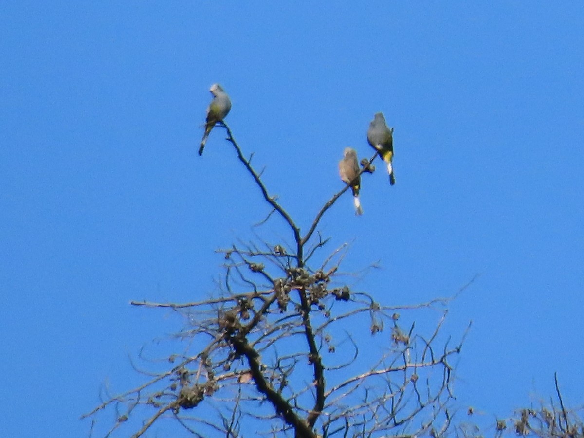 Gray Silky-flycatcher - ML624001491