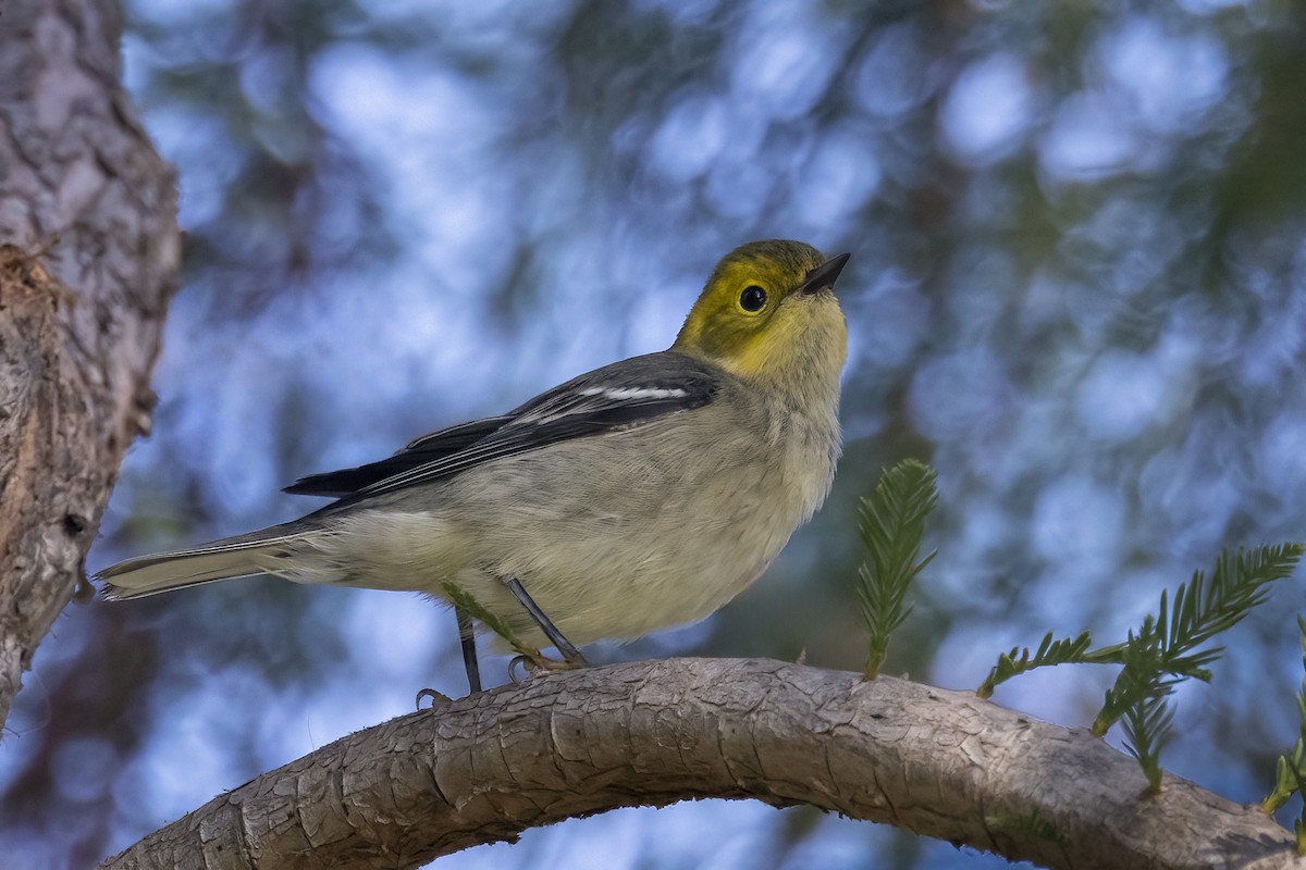 Hermit Warbler - ML624001492