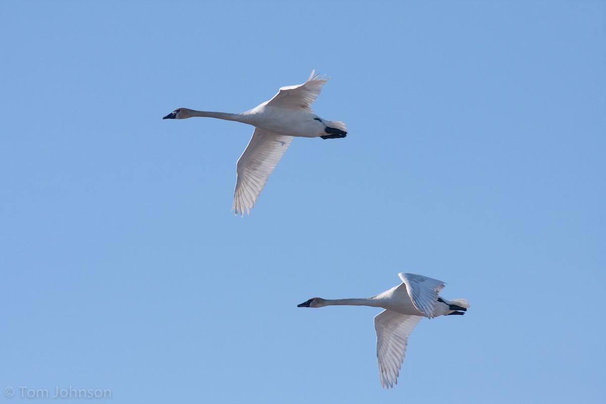 Trumpeter Swan - ML62400151