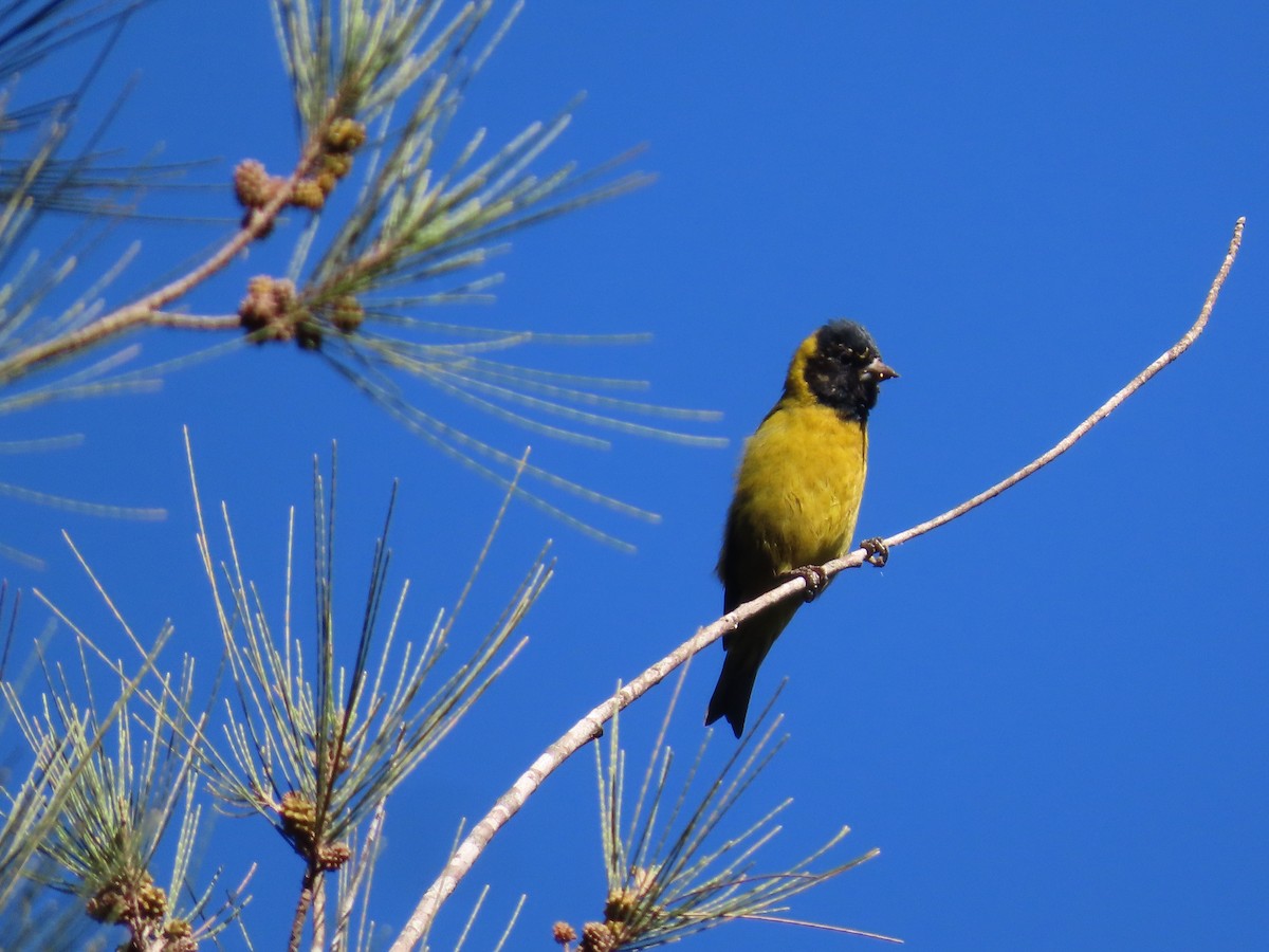 Black-headed Siskin - ML624001518