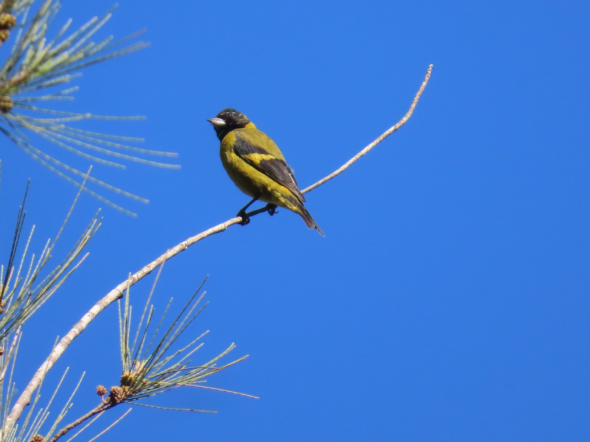 Black-headed Siskin - ML624001519