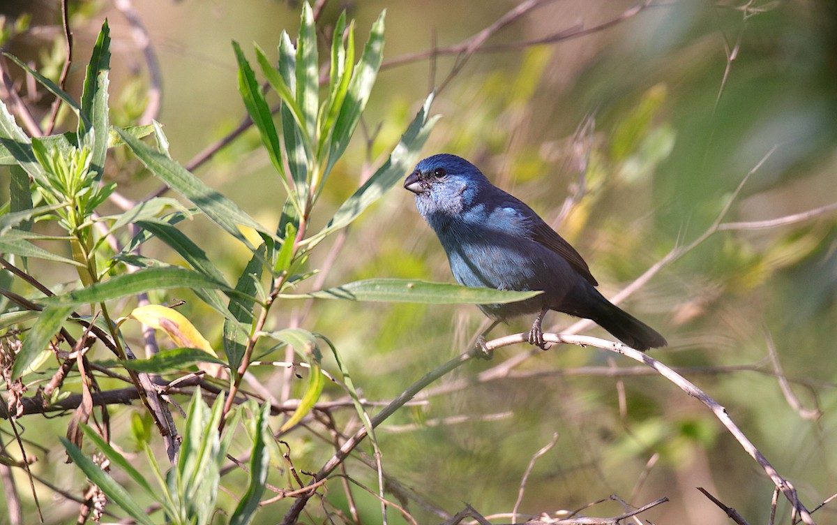 Glaucous-blue Grosbeak - ML624001527