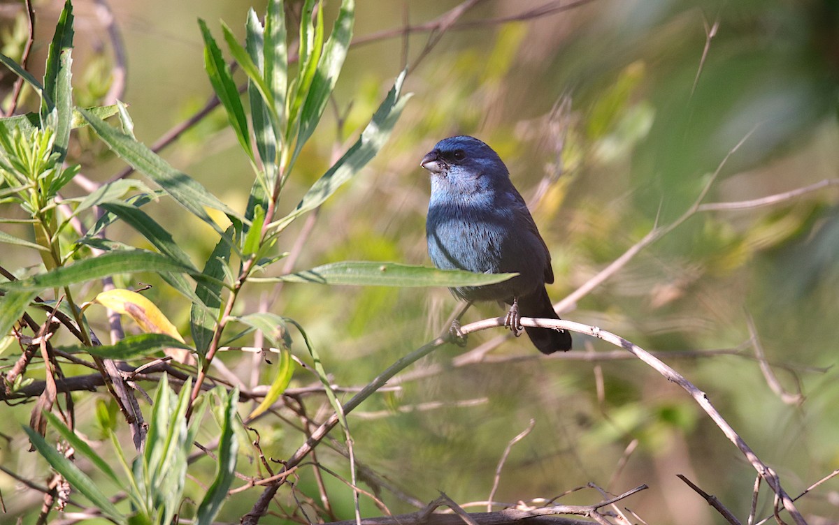 Glaucous-blue Grosbeak - ML624001528