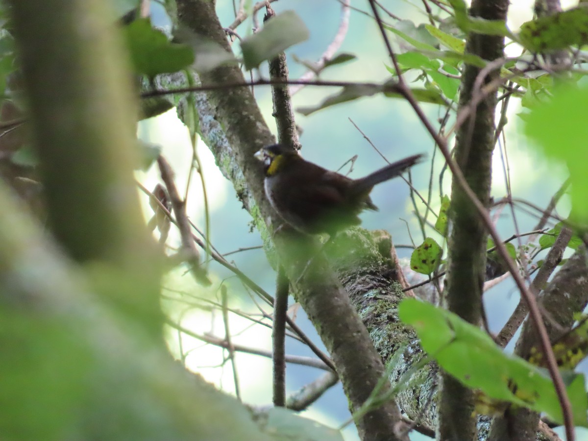 White-eared Ground-Sparrow - ML624001532