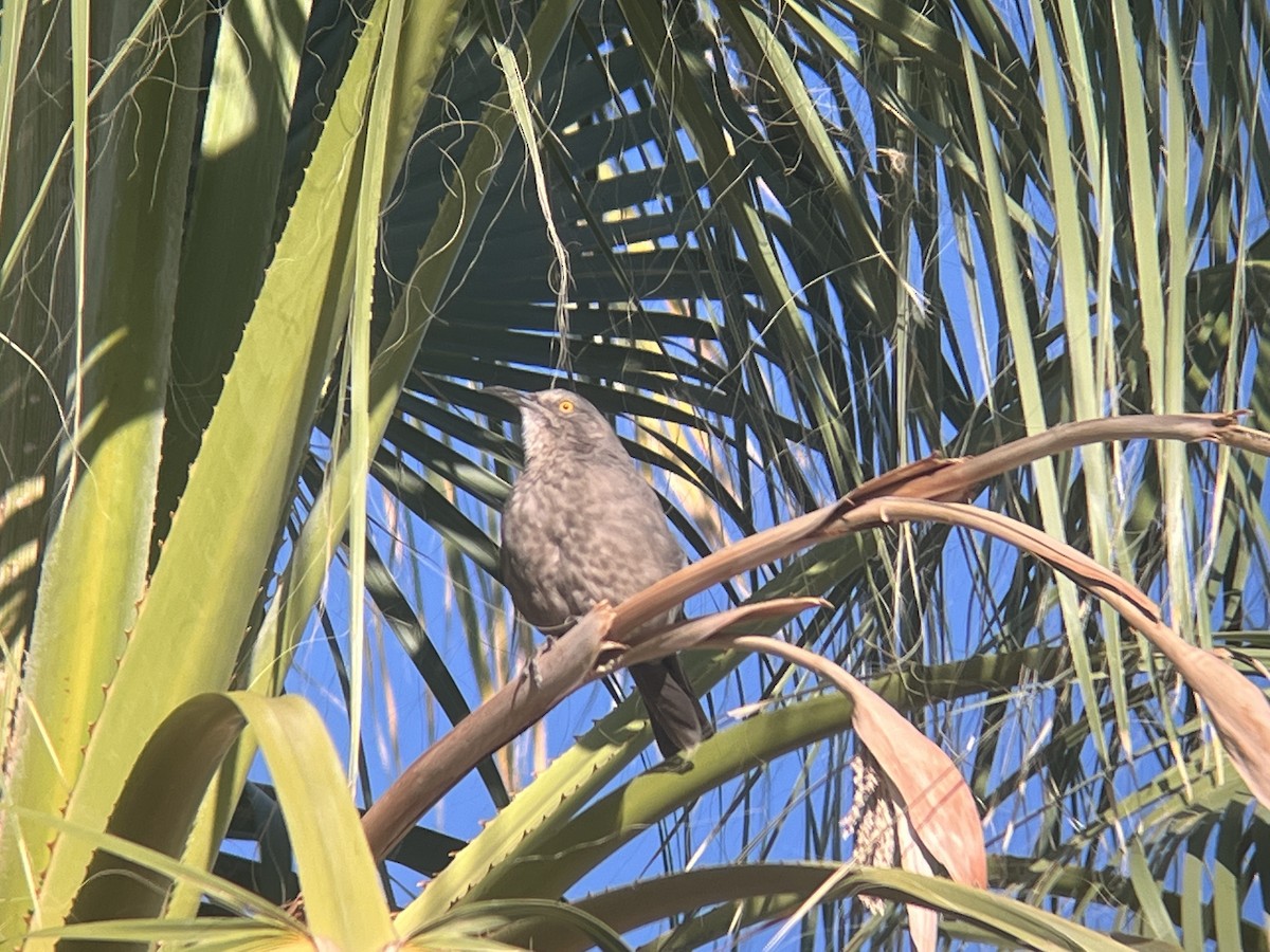 Curve-billed Thrasher - ML624001545