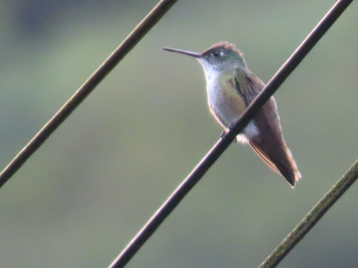 Azure-crowned Hummingbird - ML624001588