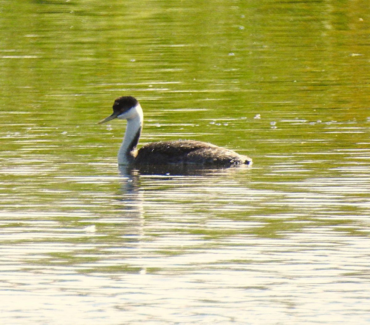 Western Grebe - ML624001608