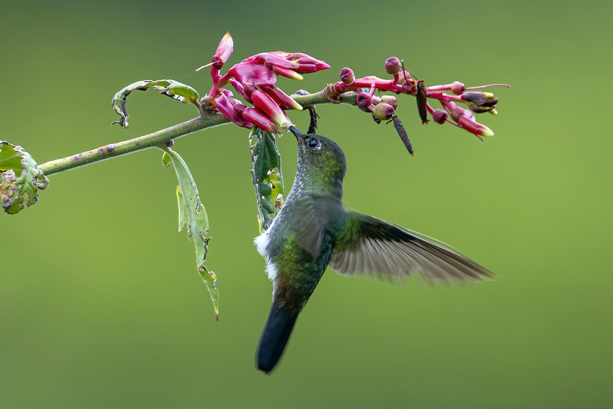 Greenish Puffleg - ML624001618