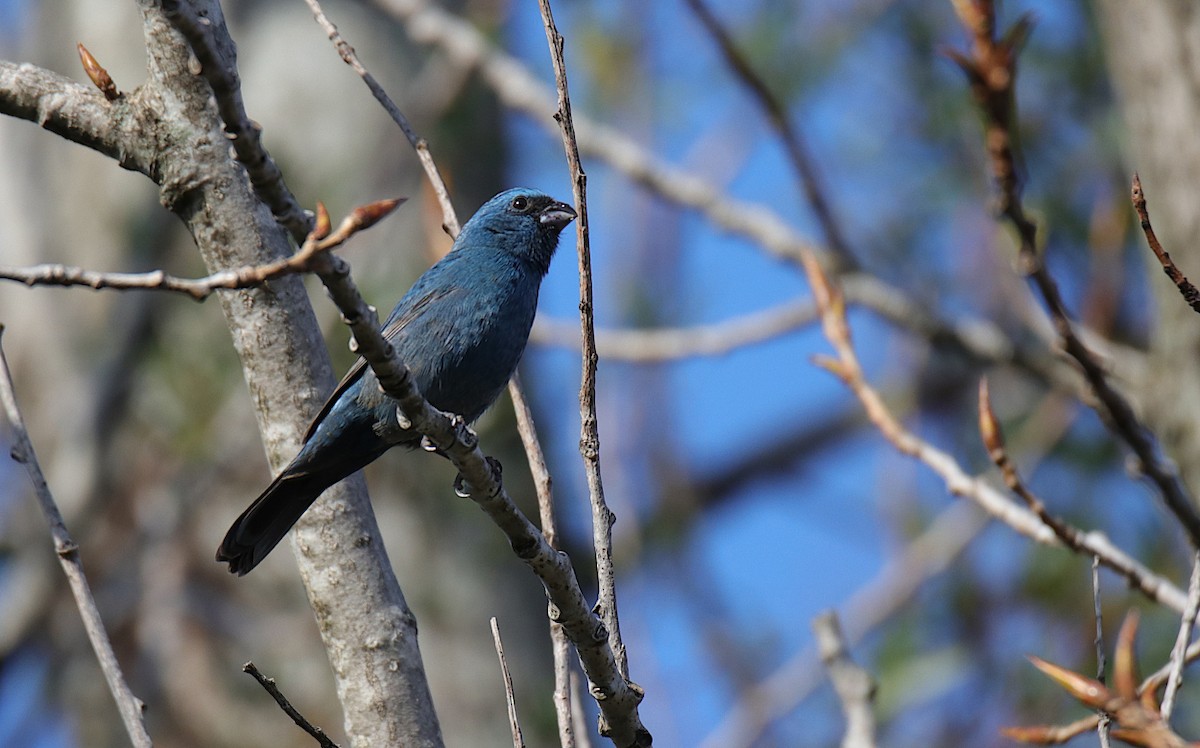 Glaucous-blue Grosbeak - ML624001626