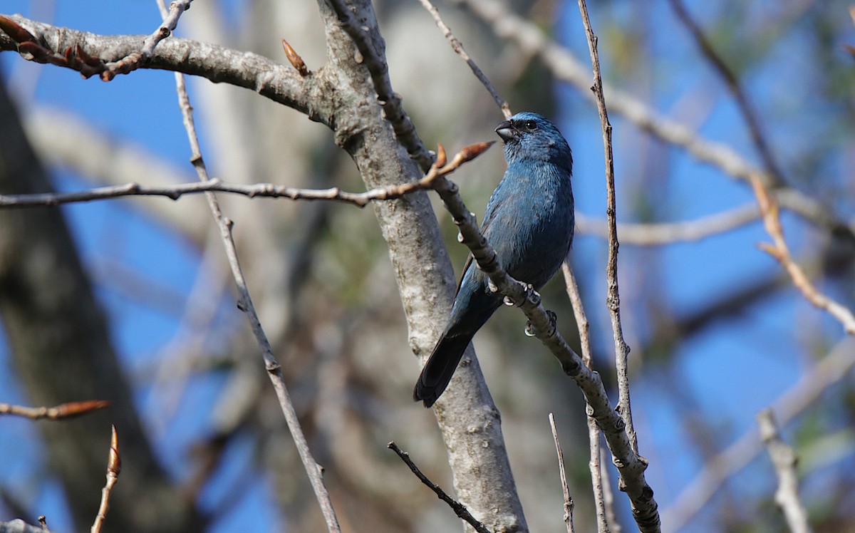 Glaucous-blue Grosbeak - ML624001627