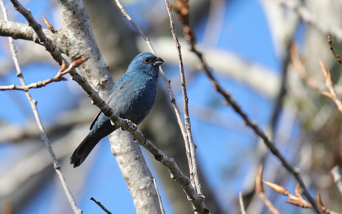 Glaucous-blue Grosbeak - ML624001644