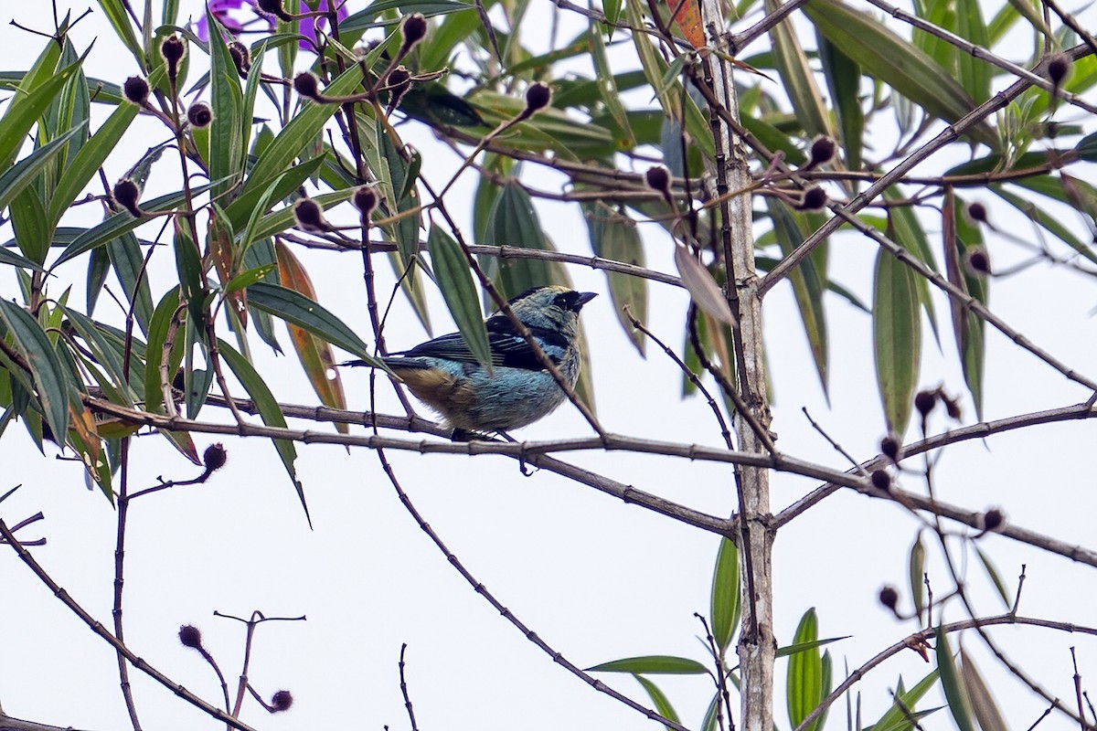 Metallic-green Tanager - ML624001654