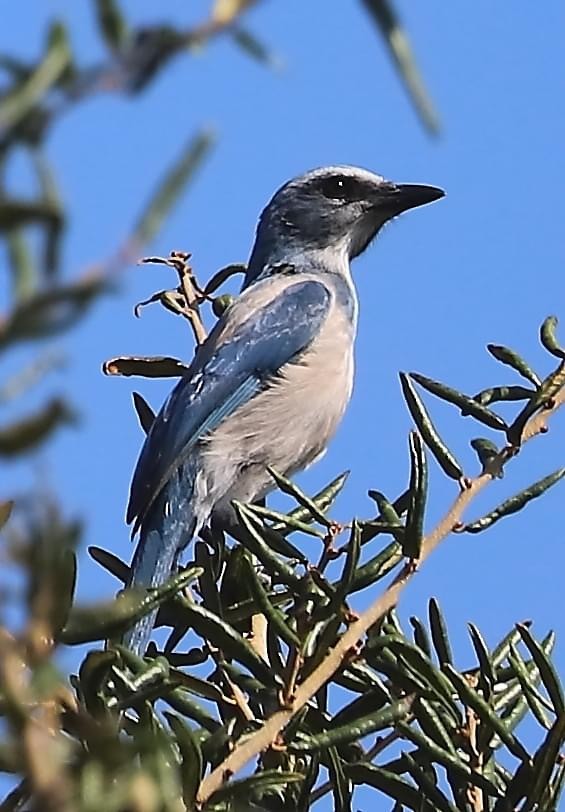 Florida Scrub-Jay - ML624001655