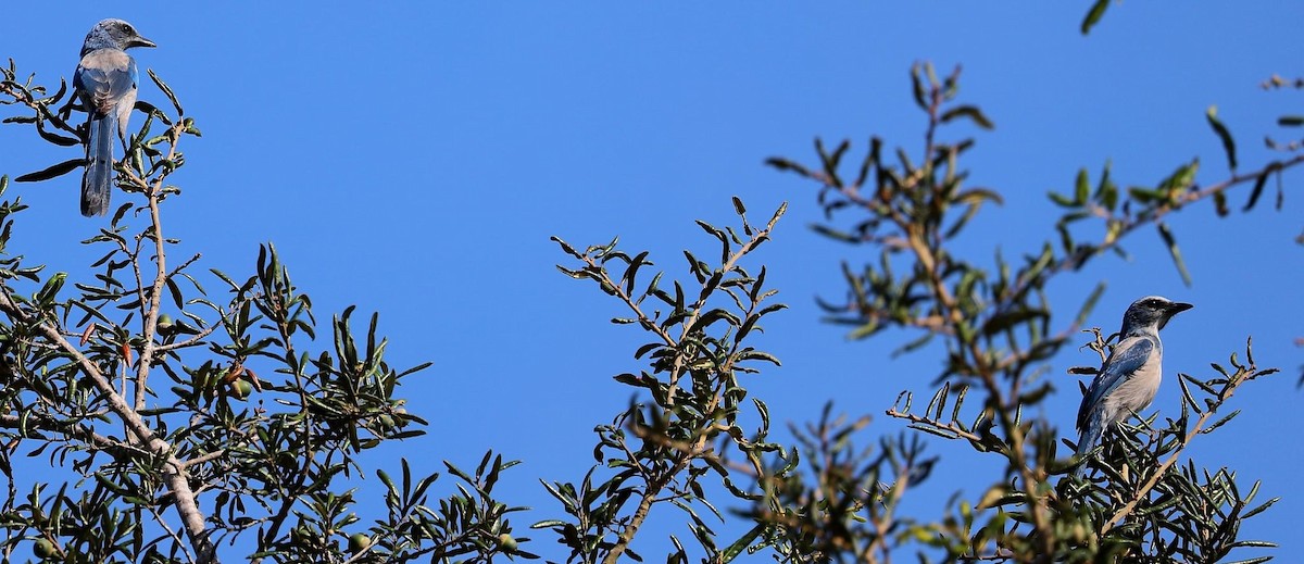 Florida Scrub-Jay - ML624001656