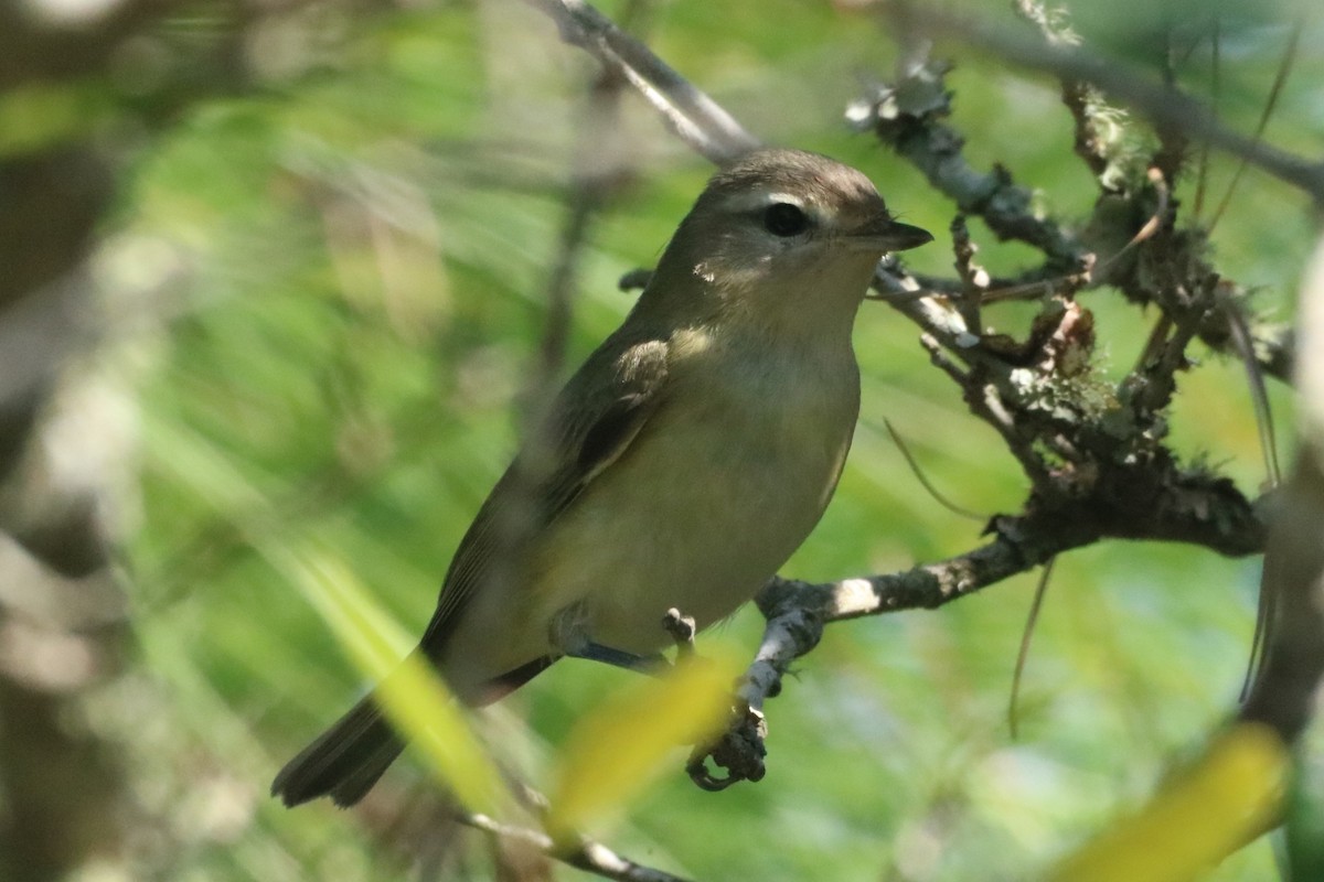 Warbling Vireo (Eastern) - Steve Myers