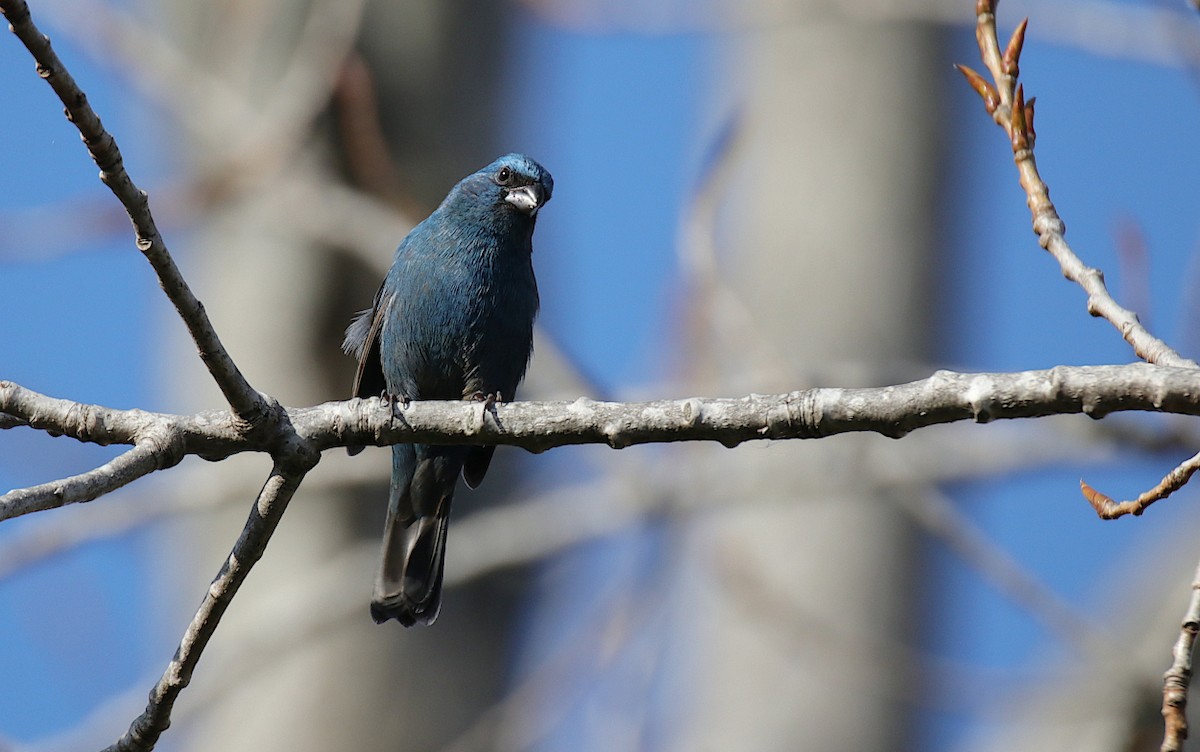 Glaucous-blue Grosbeak - ML624001676