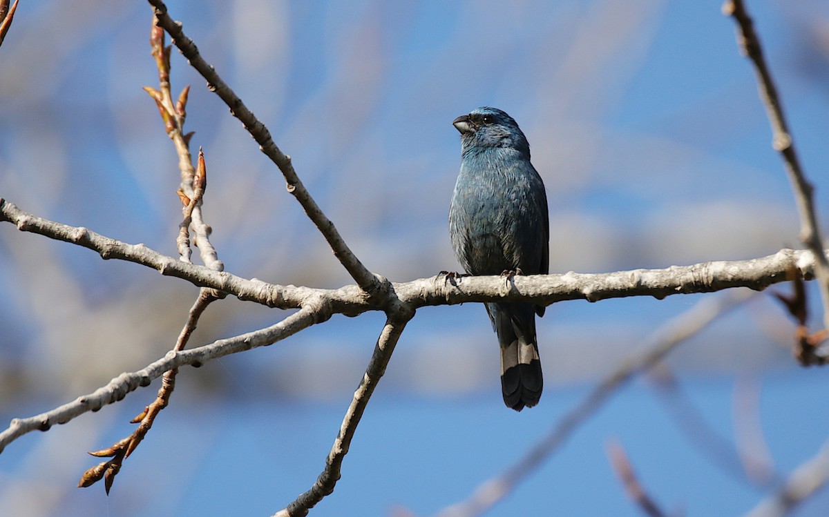 Glaucous-blue Grosbeak - ML624001677