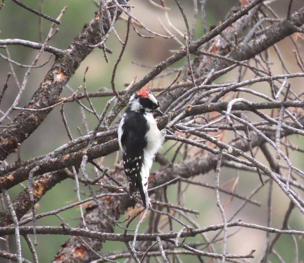 Downy Woodpecker - ML624001700