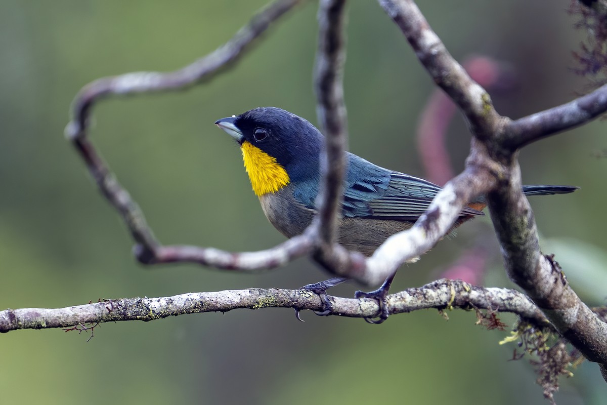 Yellow-throated Tanager - ML624001717