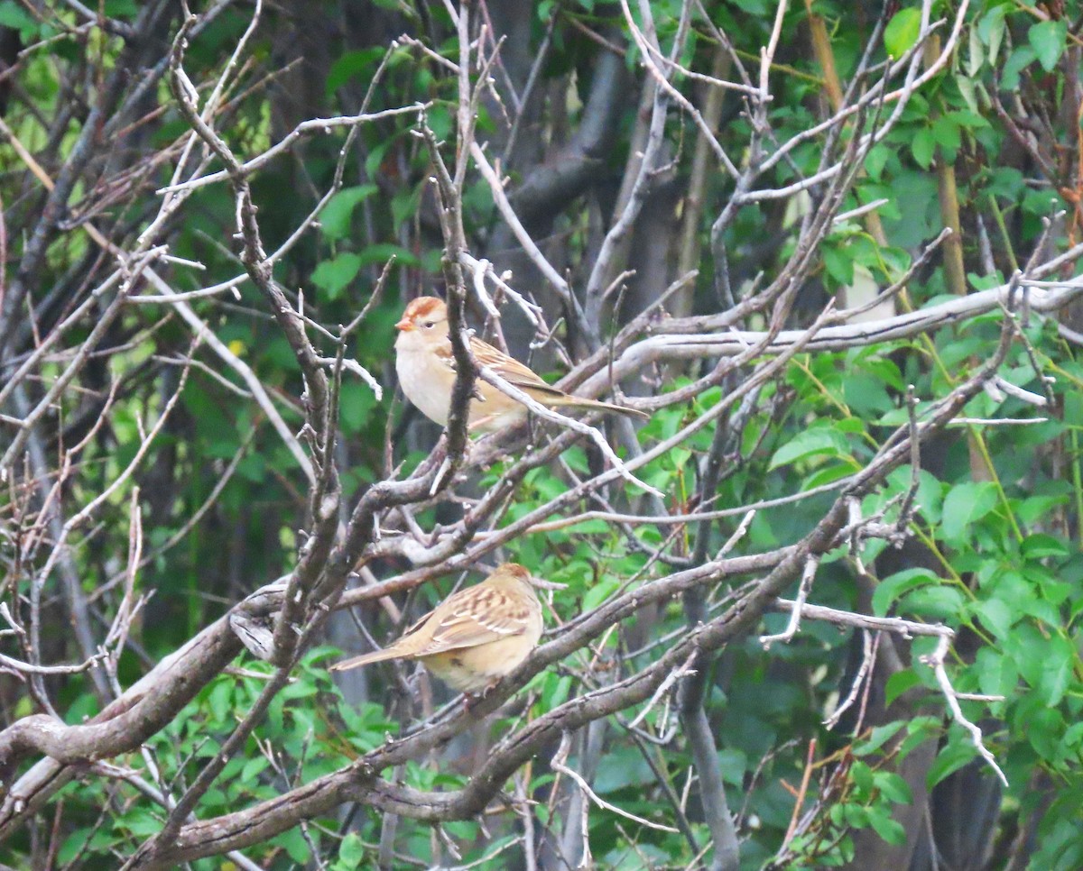 White-crowned Sparrow - ML624001725