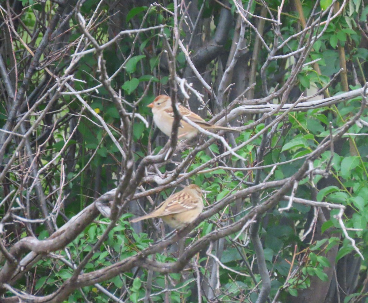 White-crowned Sparrow - ML624001726