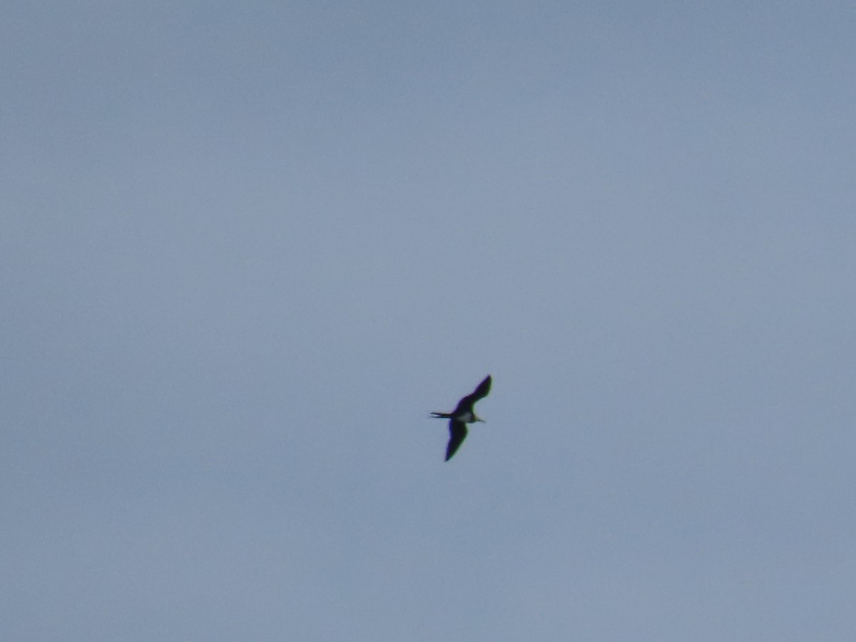 Ascension Frigatebird - ML624001749