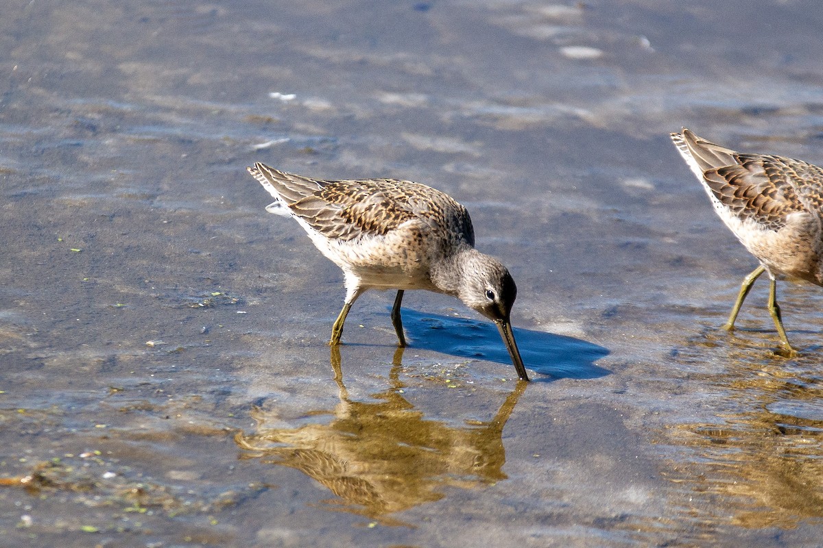 Long-billed Dowitcher - ML624001754