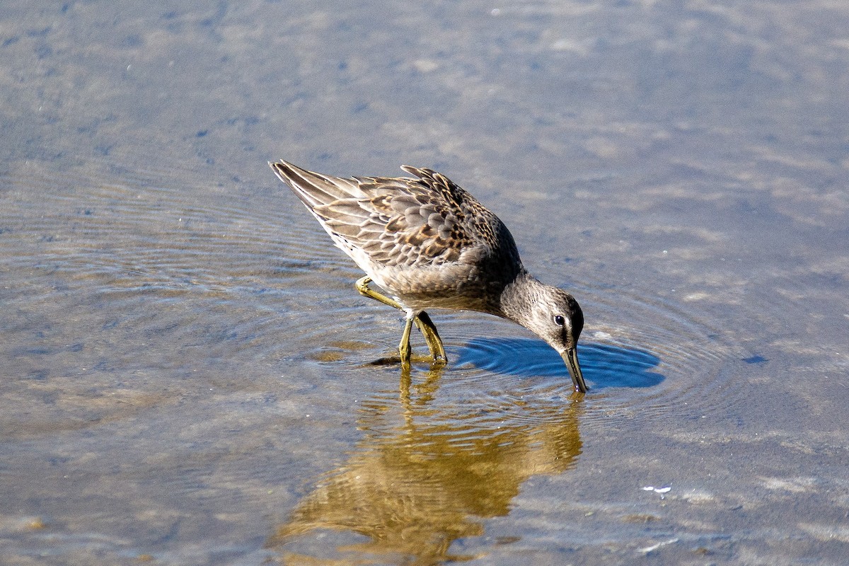 Long-billed Dowitcher - ML624001755