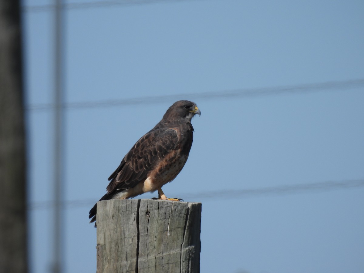 Swainson's Hawk - ML624001764