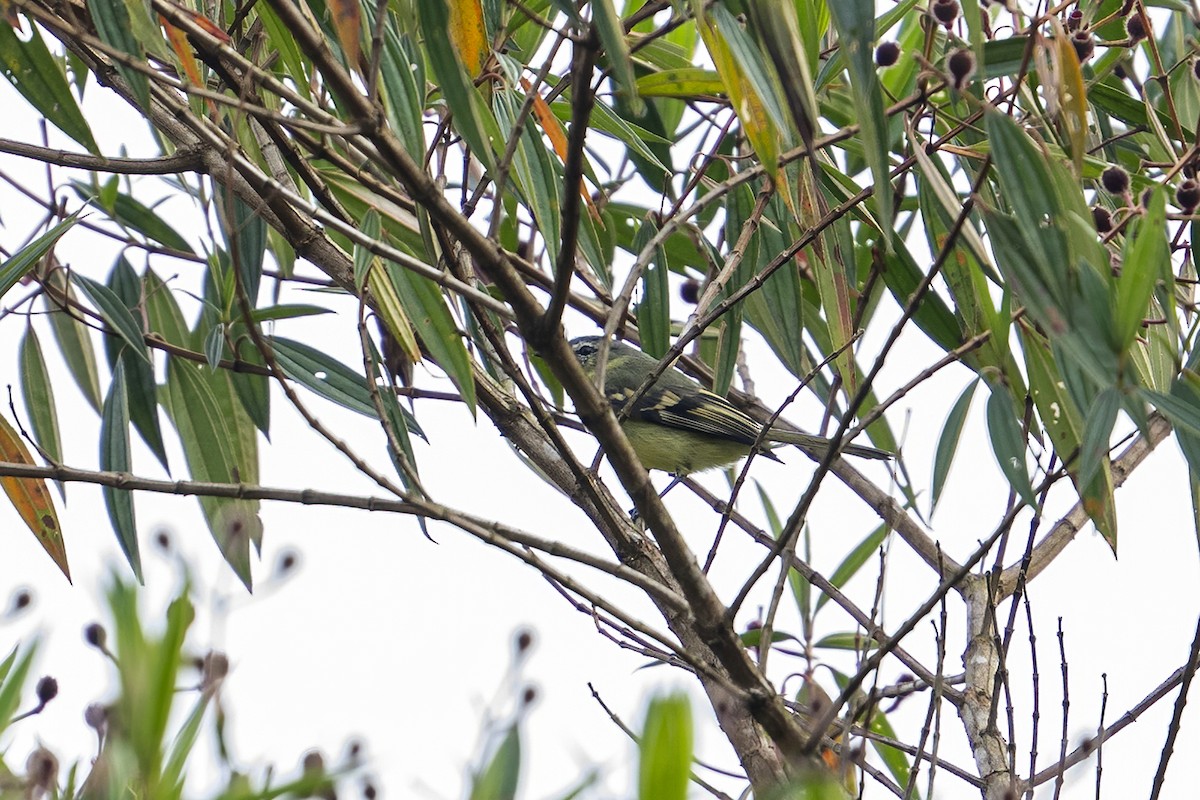 Sulphur-bellied Tyrannulet - ML624001765