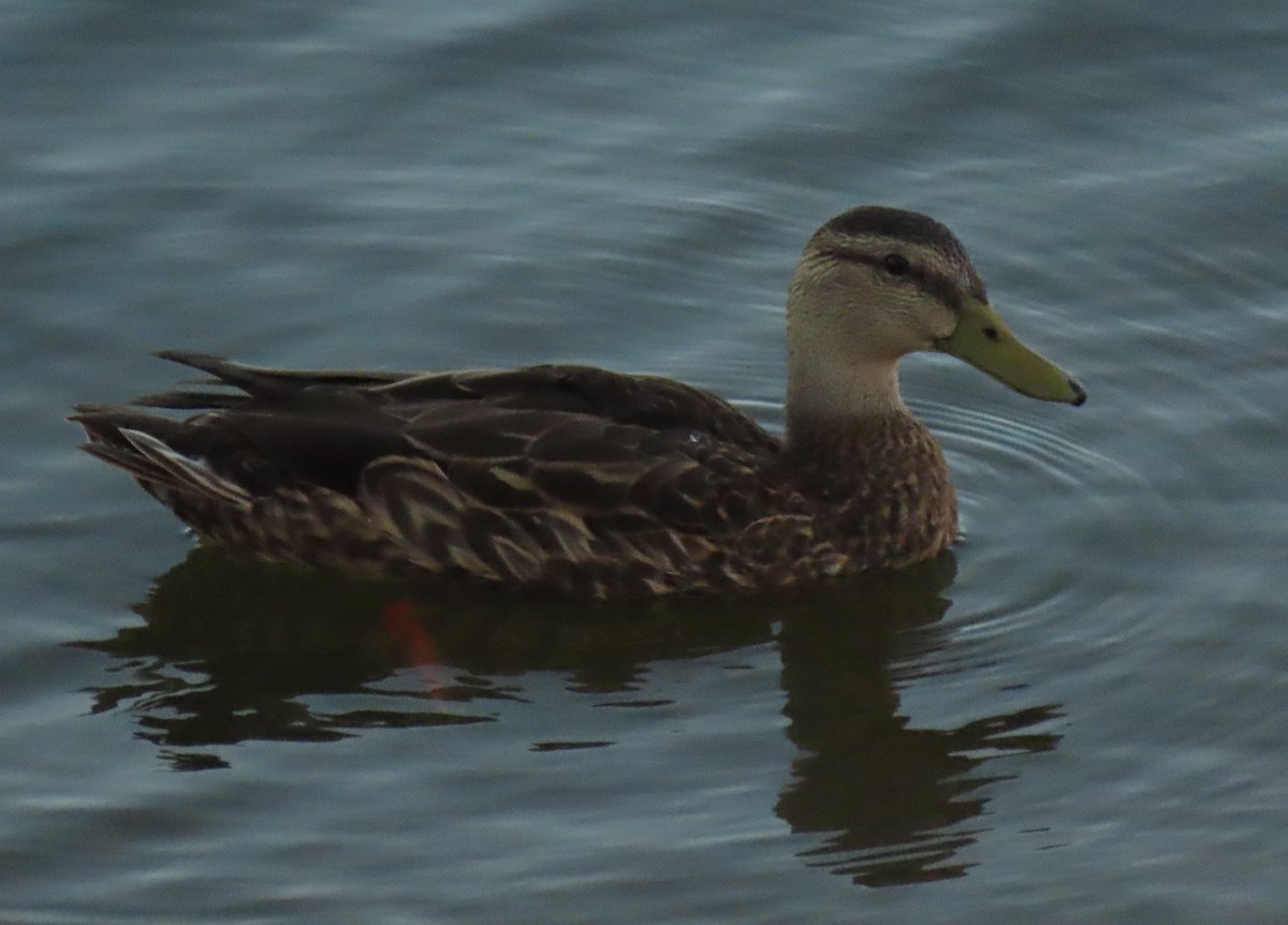 Mallard/Mexican Duck - ML624001770