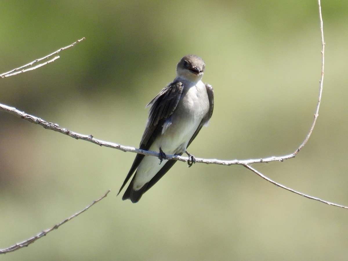 Northern Rough-winged Swallow - ML624001780