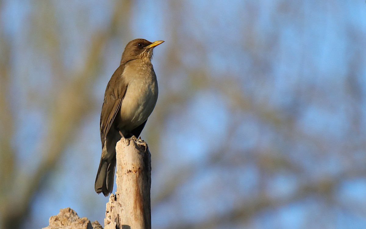 Creamy-bellied Thrush - ML624001785