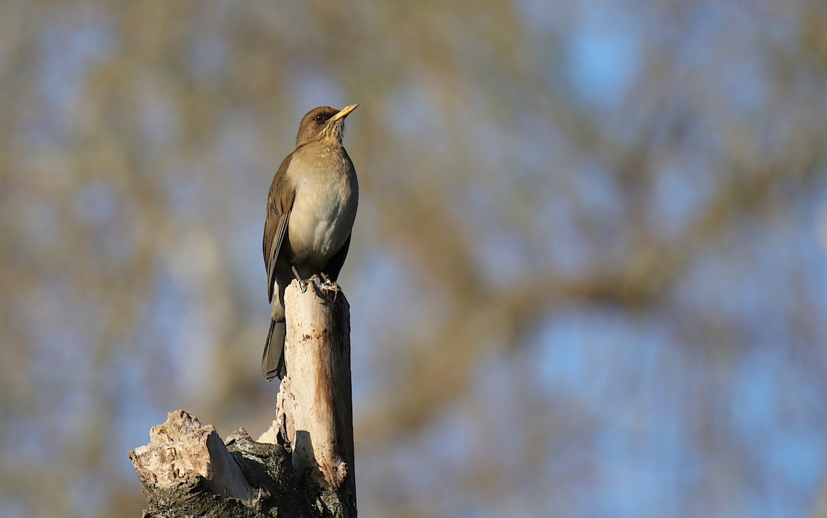 Creamy-bellied Thrush - ML624001786