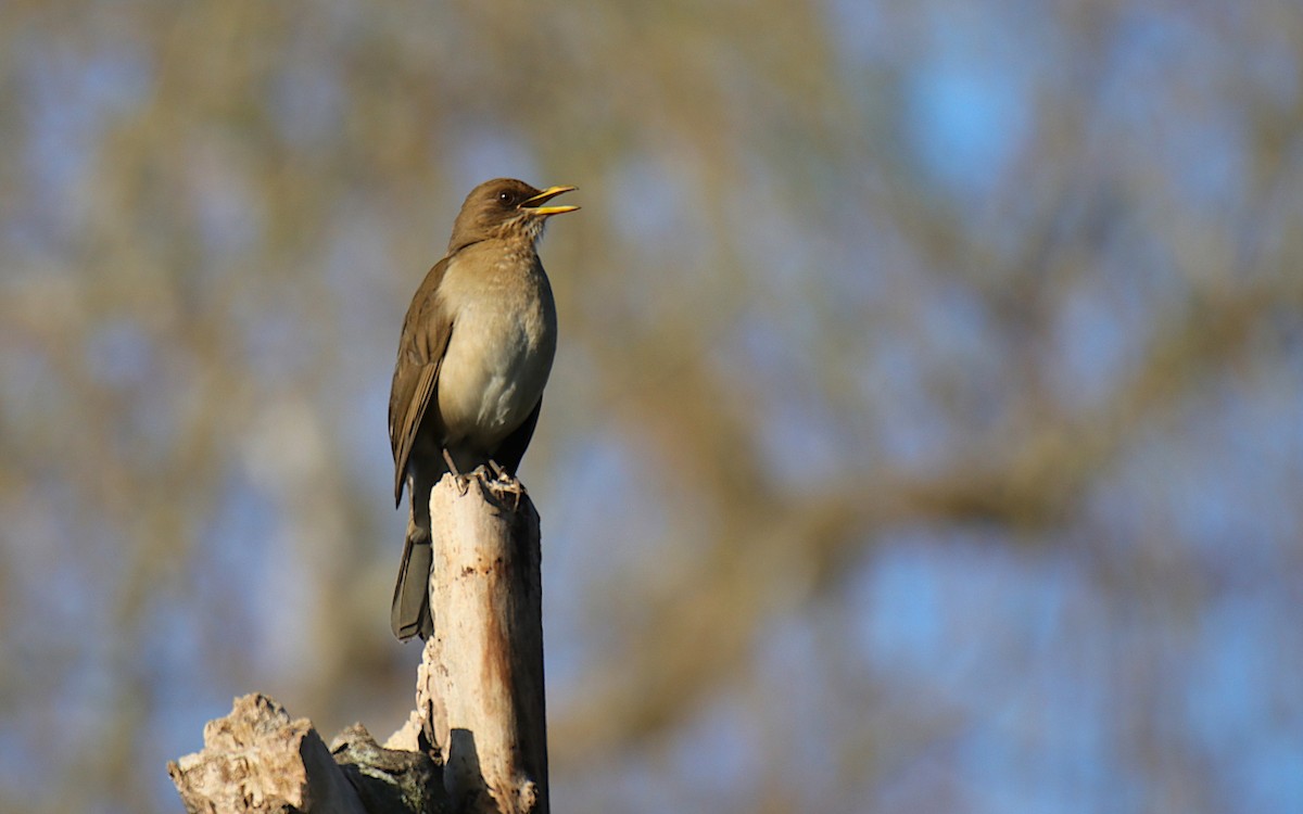 Creamy-bellied Thrush - ML624001787