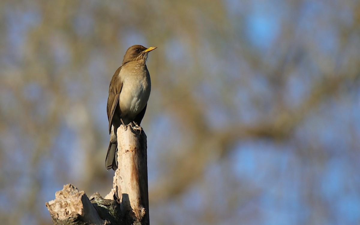 Creamy-bellied Thrush - Diego Trillo