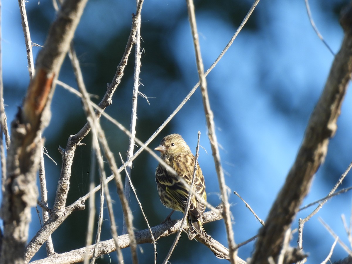 Pine Siskin - ML624001792