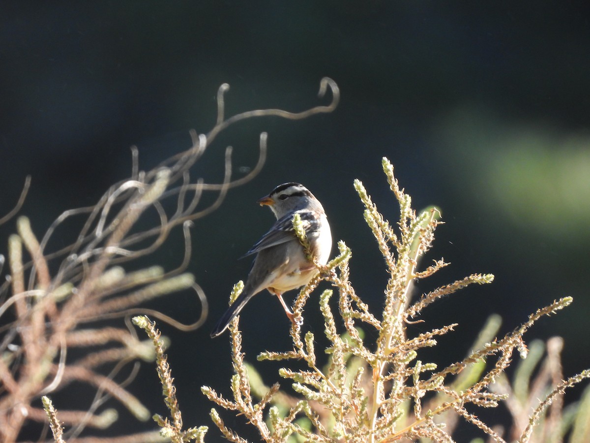 strnadec bělopásý (ssp. gambelii) - ML624001805