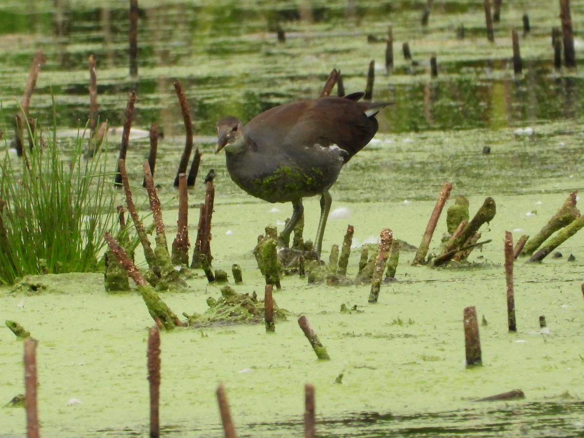 Common Gallinule (American) - ML624001807