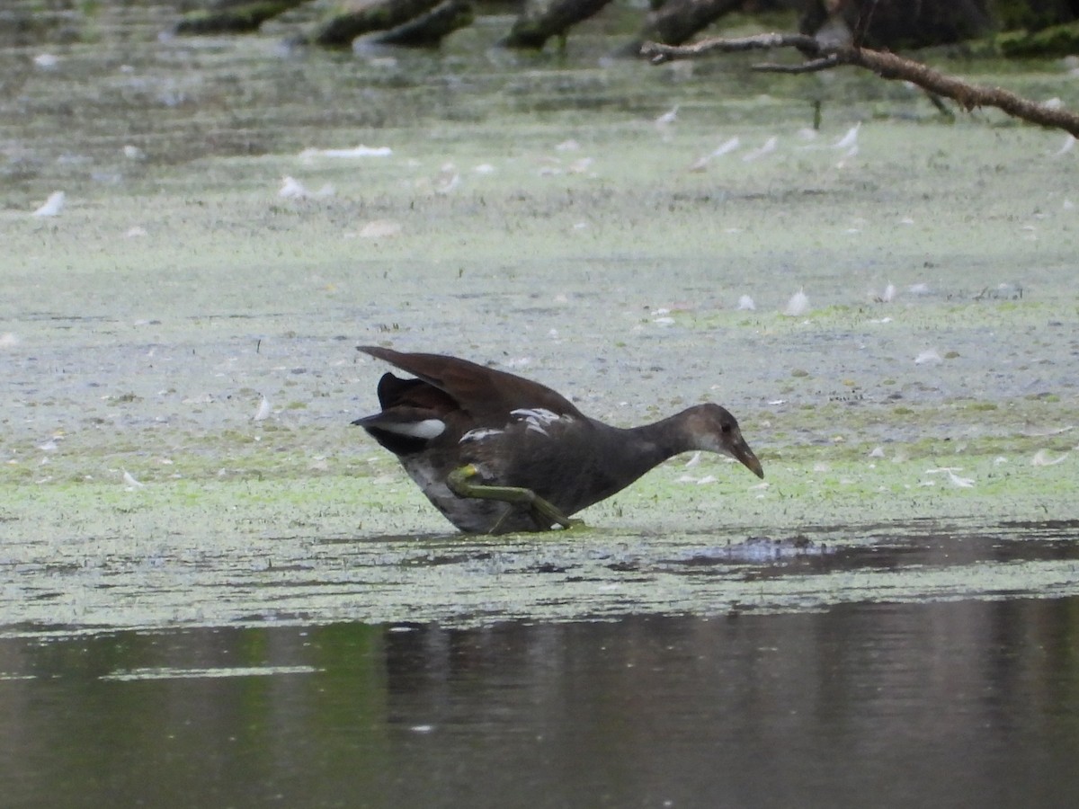 Common Gallinule (American) - ML624001808