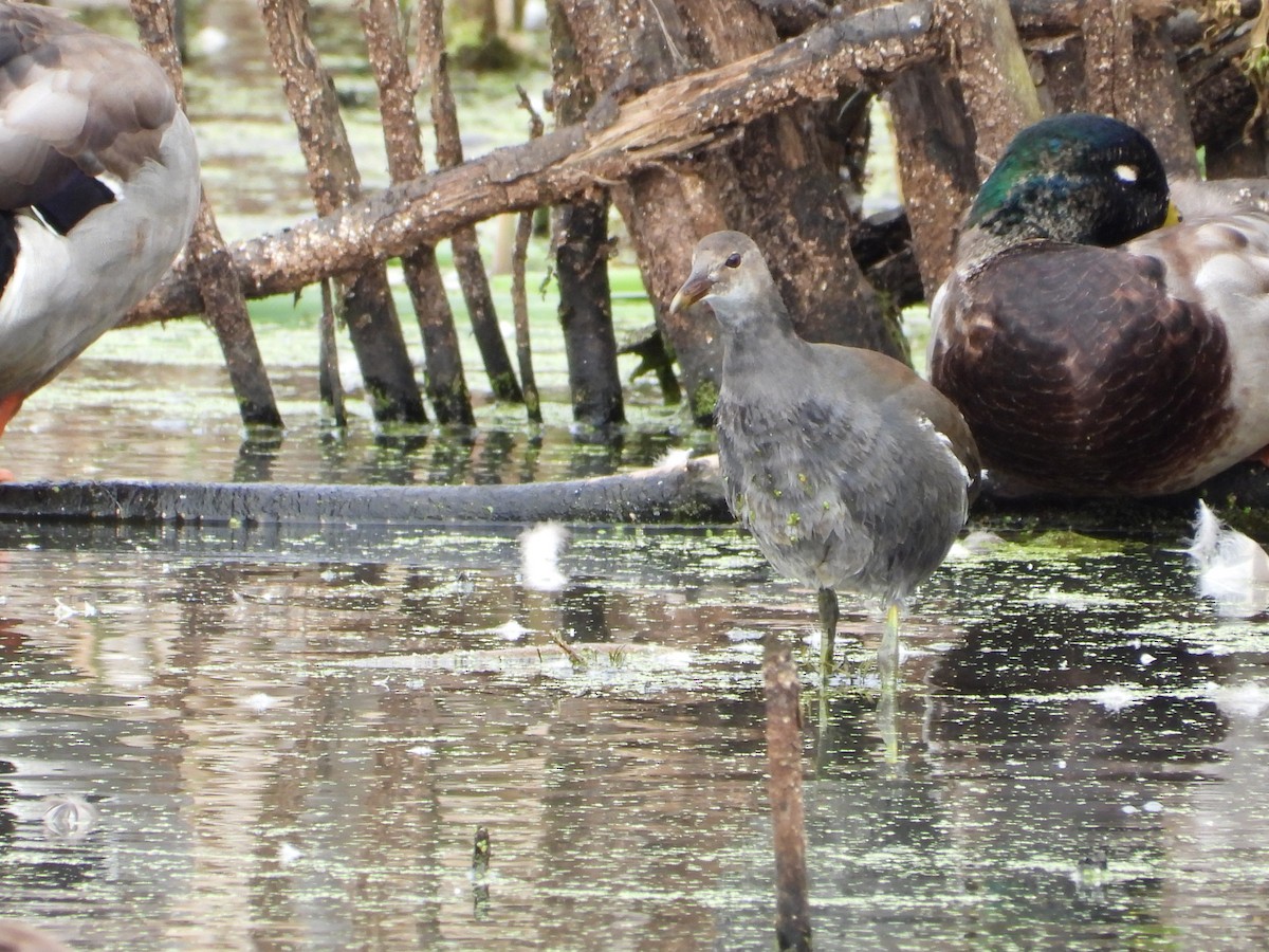 Common Gallinule (American) - ML624001809