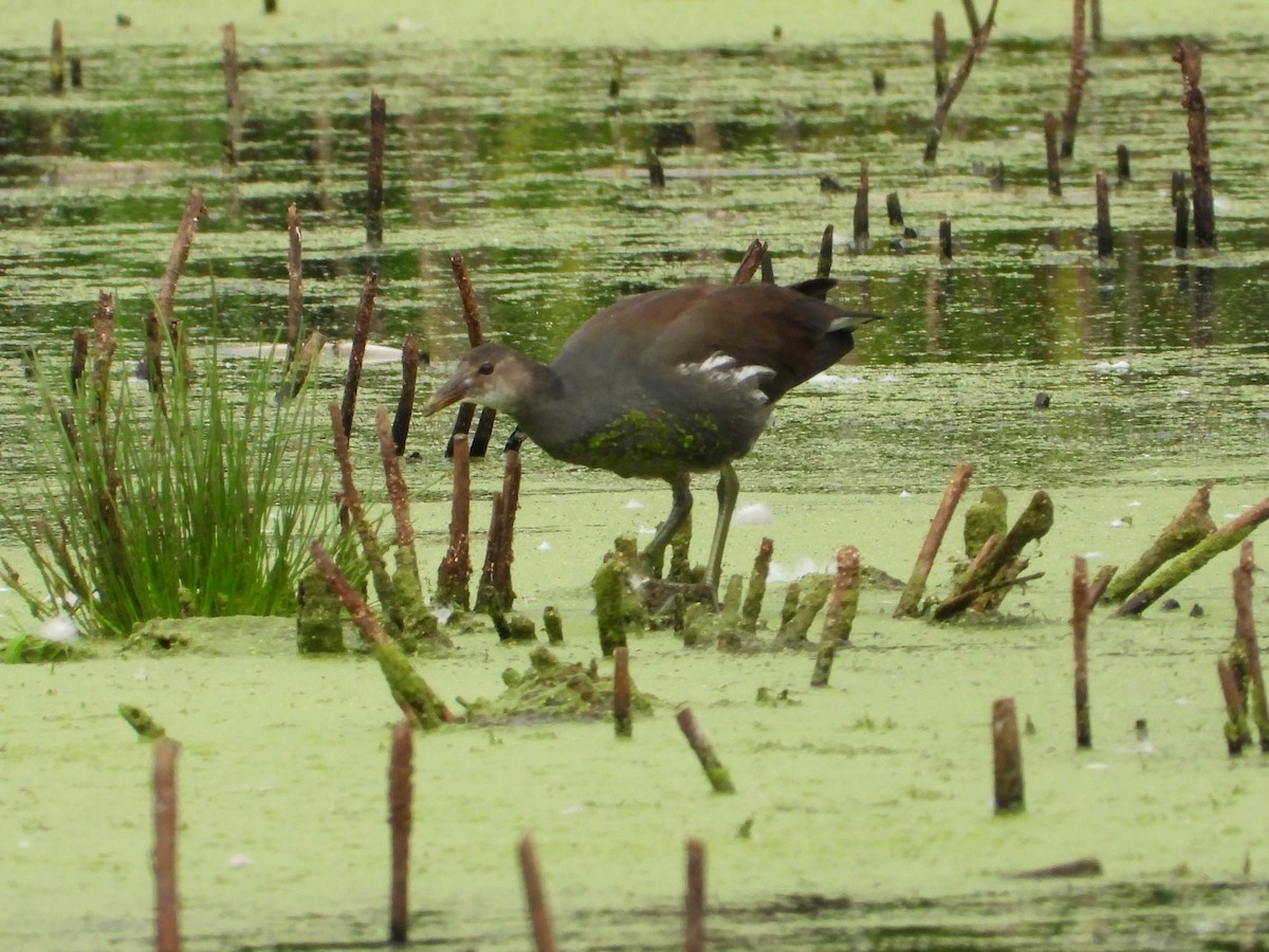 Common Gallinule (American) - ML624001810