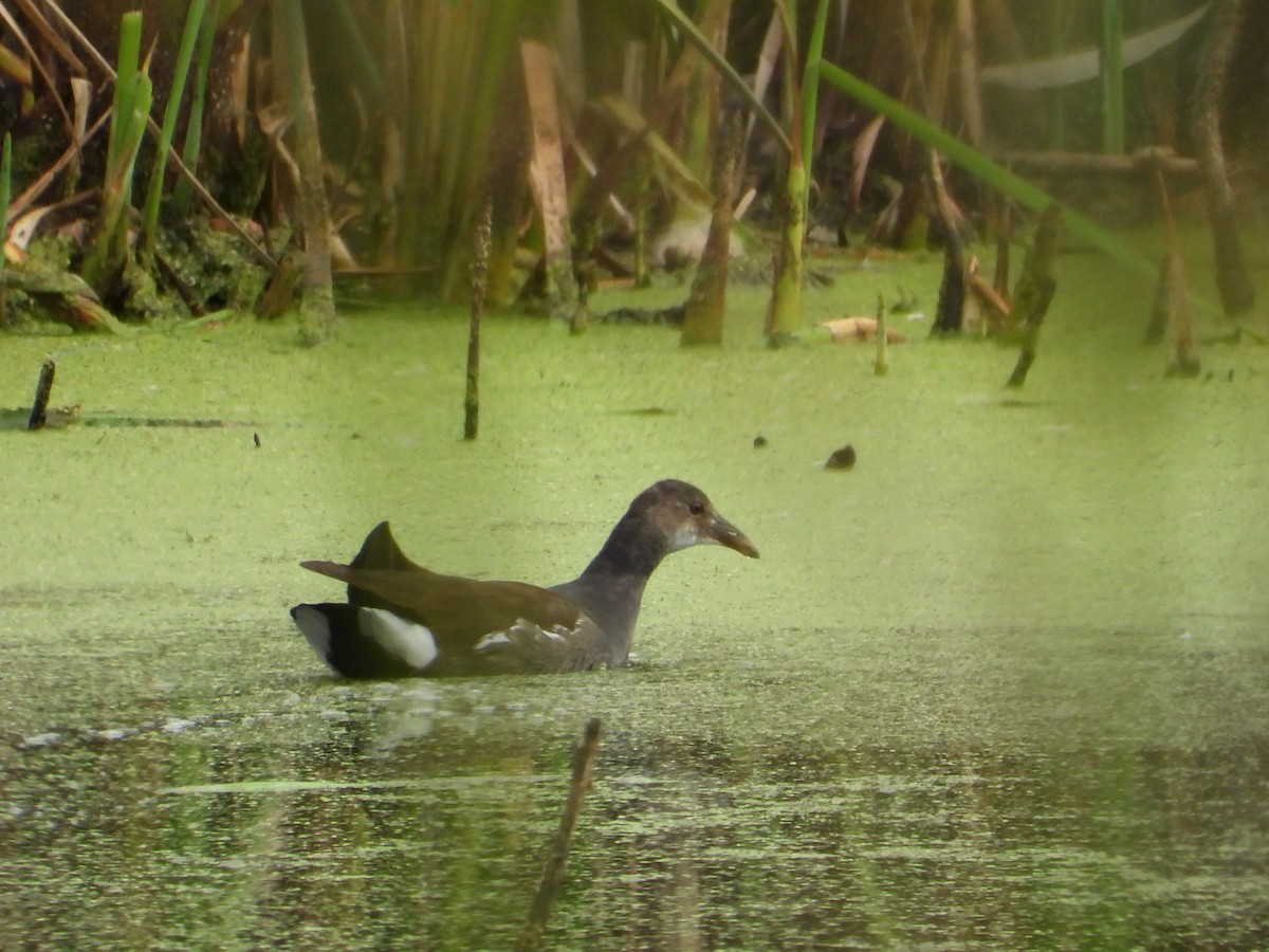 Common Gallinule (American) - ML624001812