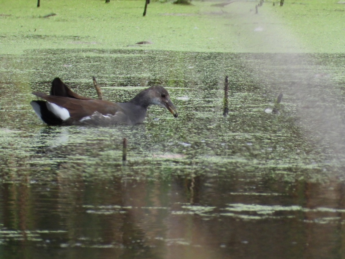 Common Gallinule (American) - ML624001813