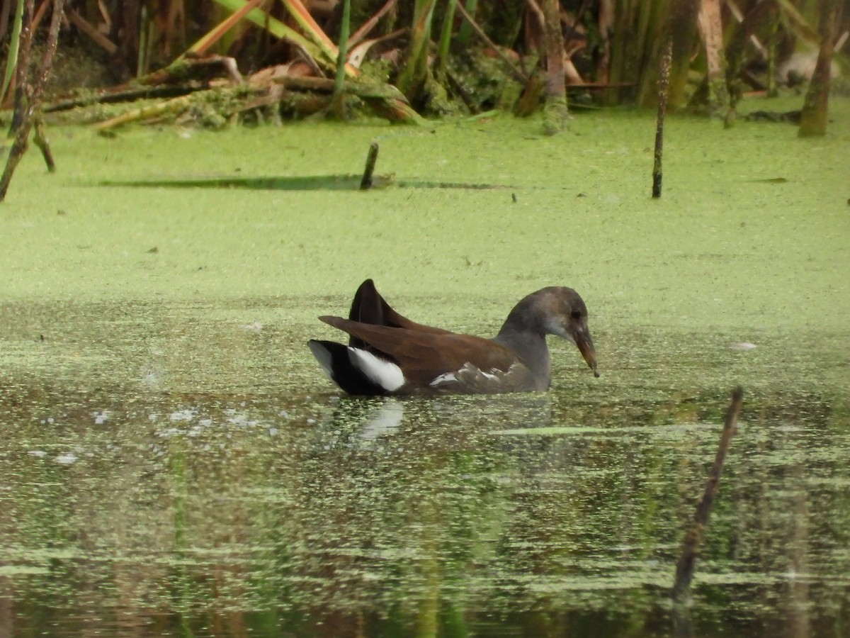 Common Gallinule (American) - ML624001814