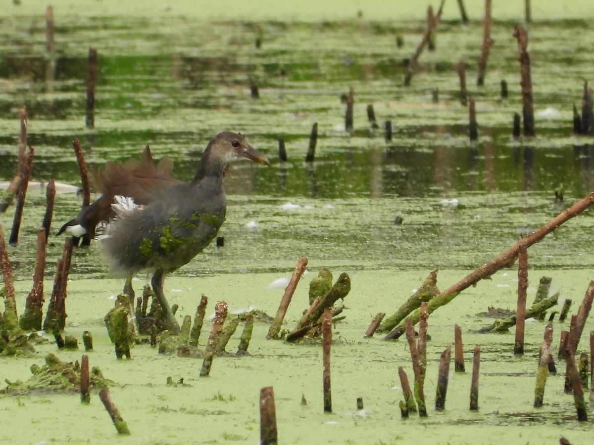 Common Gallinule (American) - ML624001815