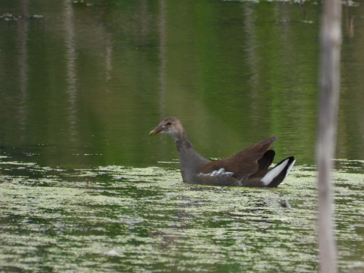 Common Gallinule (American) - ML624001816