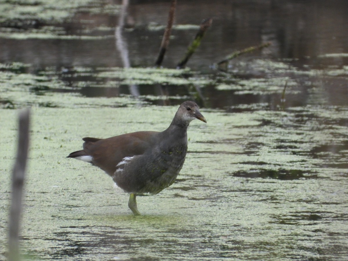 Common Gallinule (American) - ML624001817