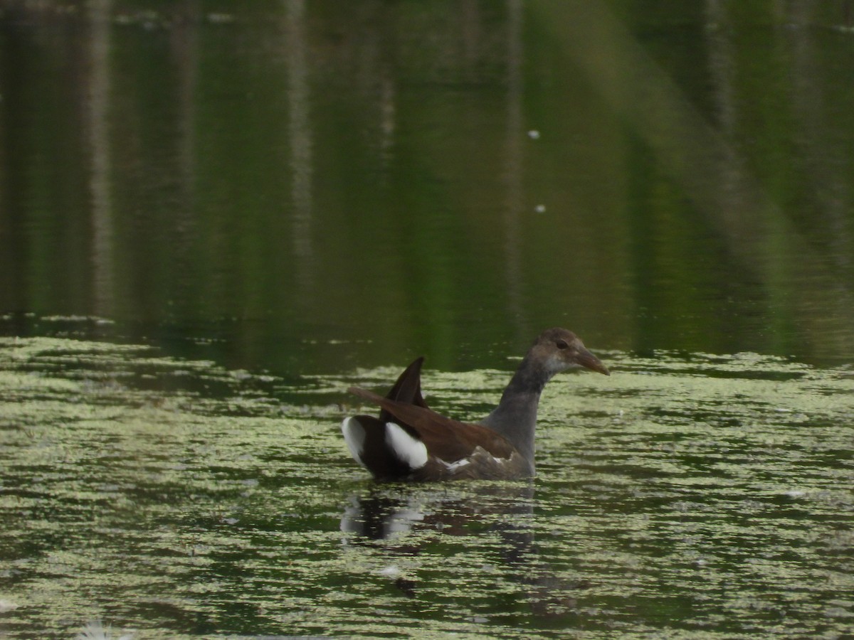 Common Gallinule (American) - ML624001818