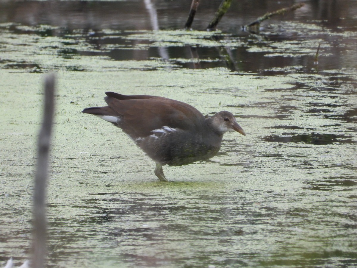 Common Gallinule (American) - ML624001819